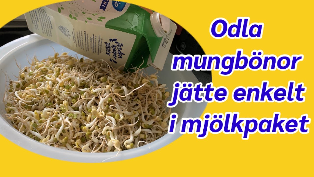 Så odlar jag mungbönor groddar enkelt hemma i mjölkpaket