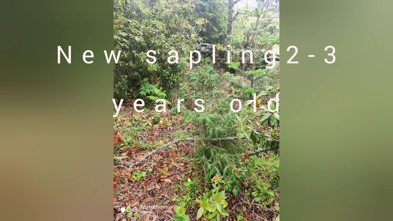 Memories planted with my father many years ago. ALNUS NEPALENSIS - Nepalese Alder