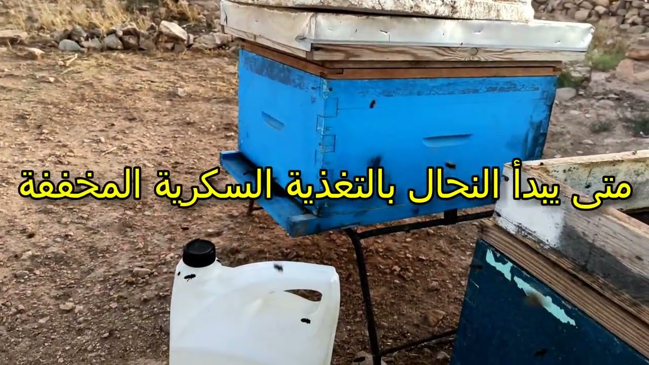 متى نغذي النحل بالمحلول السكري و متى نتوقف عن اعطاء النحل عجينة الكاندي السكري