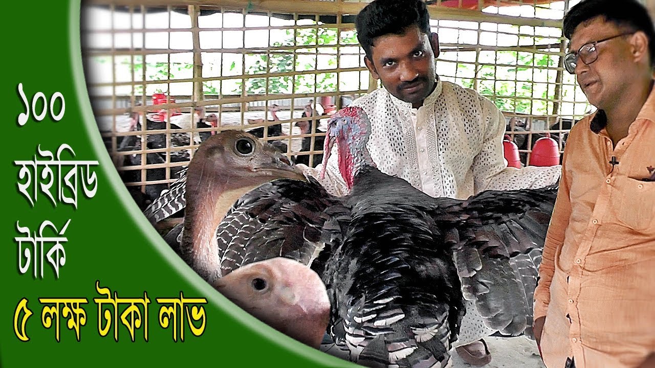 হাইব্রিড টার্কি থেকে | কিভাবে ইনকিউবেটর চালাবেন | কুমিল্লার সফল খামারি ইউনুস