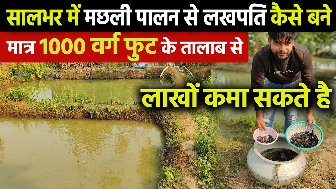 मात्र 1000 वर्ग फुट से Machhli Palan सिंघी और देसी मांगुर  से सालाना 60000 की शुद्ध कमाई कर सकते है