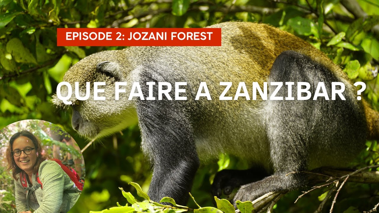 Que faire à Zanzibar : Ep. 2 Jozani forest à Jozani