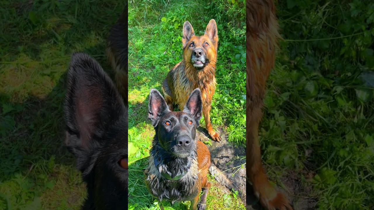 GSDog Nicole and Malinois Linda, the cutest dogs in the world.