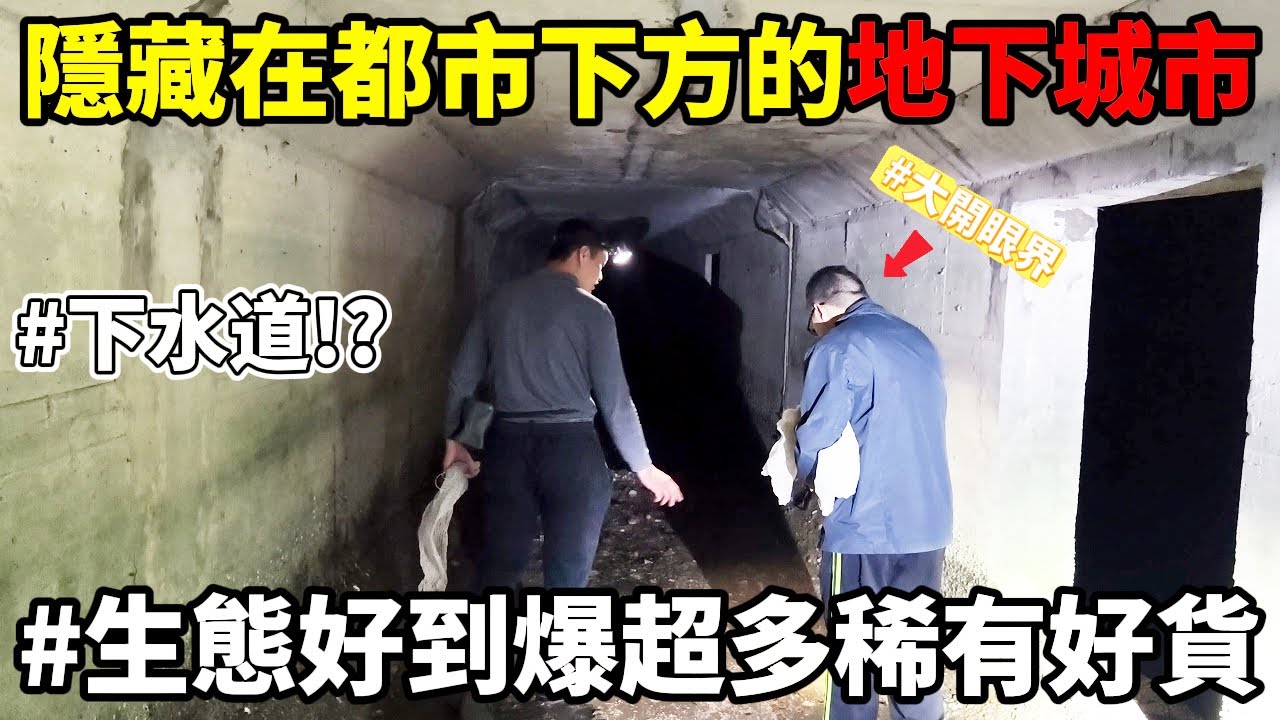 《地下城》繁華城市的地下竟然有生態超好的地下通道 各種神奇稀有好貨 原來最強的點就在你腳下只是你不知道#料理 #趕海
