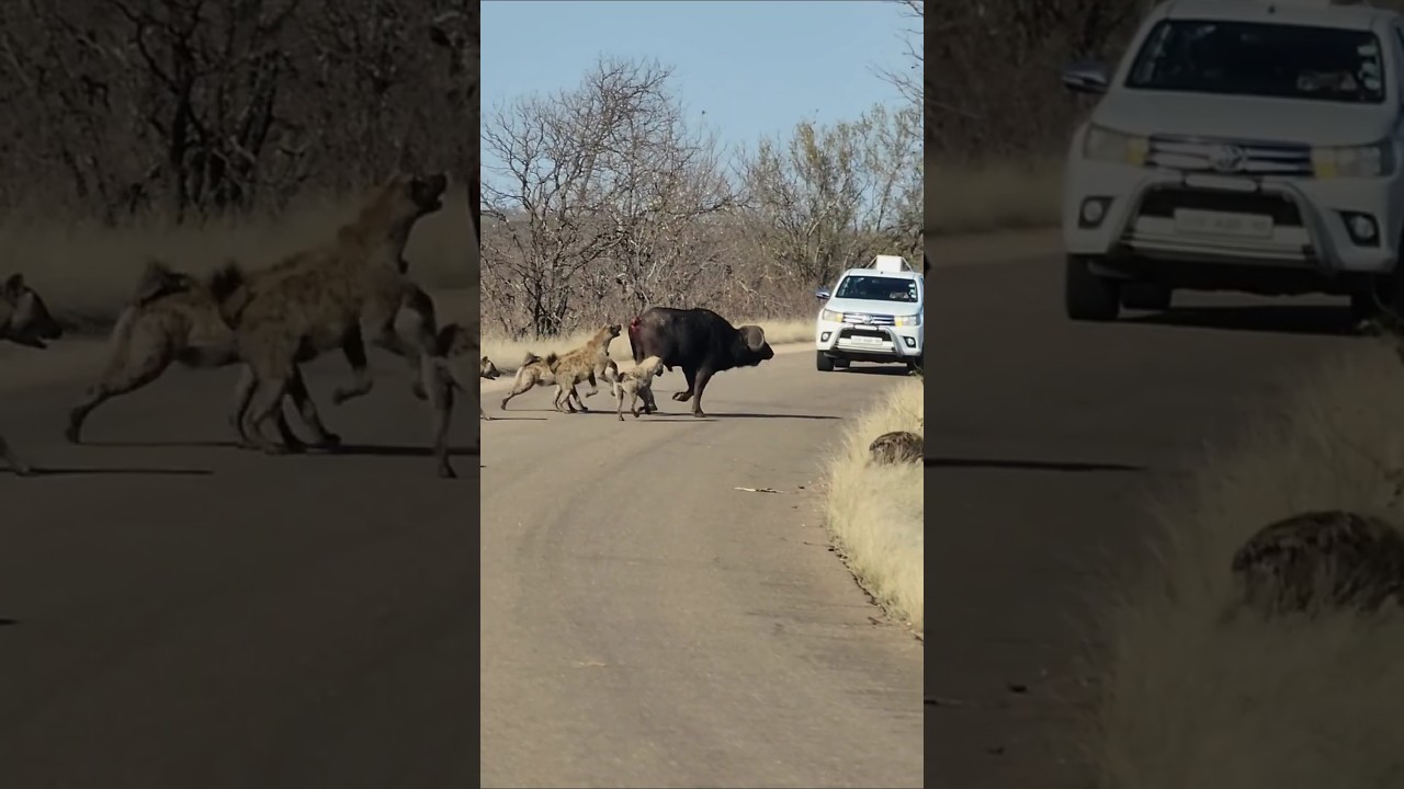 Hyena Pack vs. Buffalo Bull: A Dramatic Showdown on the Tar Road. #krugersightings #wildafrica