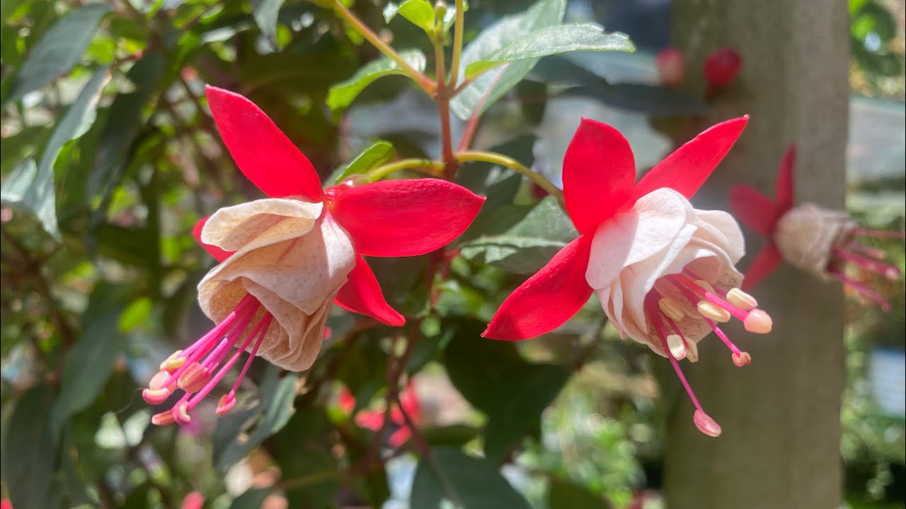 COMECEI LIMPANDO O JARDIM E TERMINEI ASSIM 