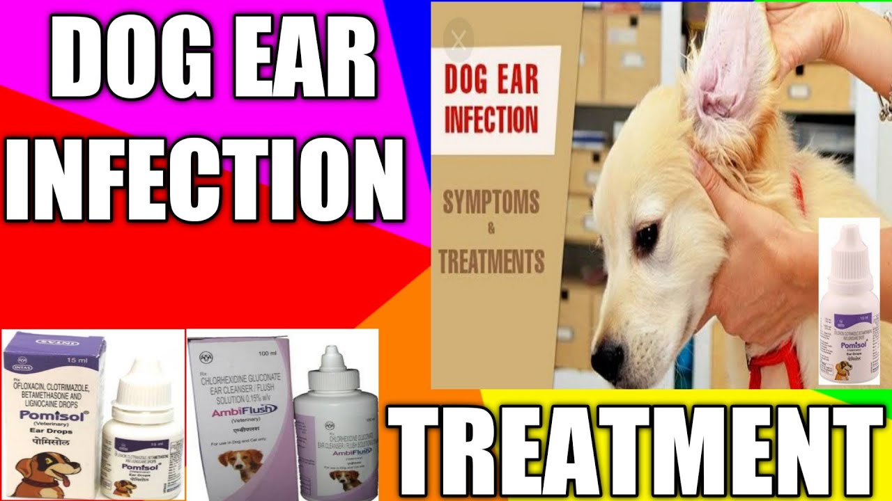 Dog ear infection/ Causes/complete cure / by sahil malik( vet. ) /THE PET VISION