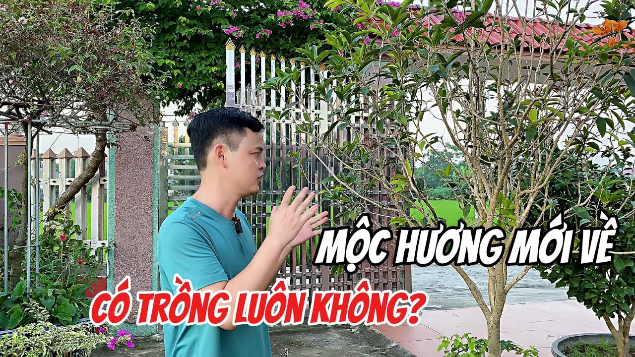 Cây Mộc hương ta mới mang về có nên trồng luôn hay không?