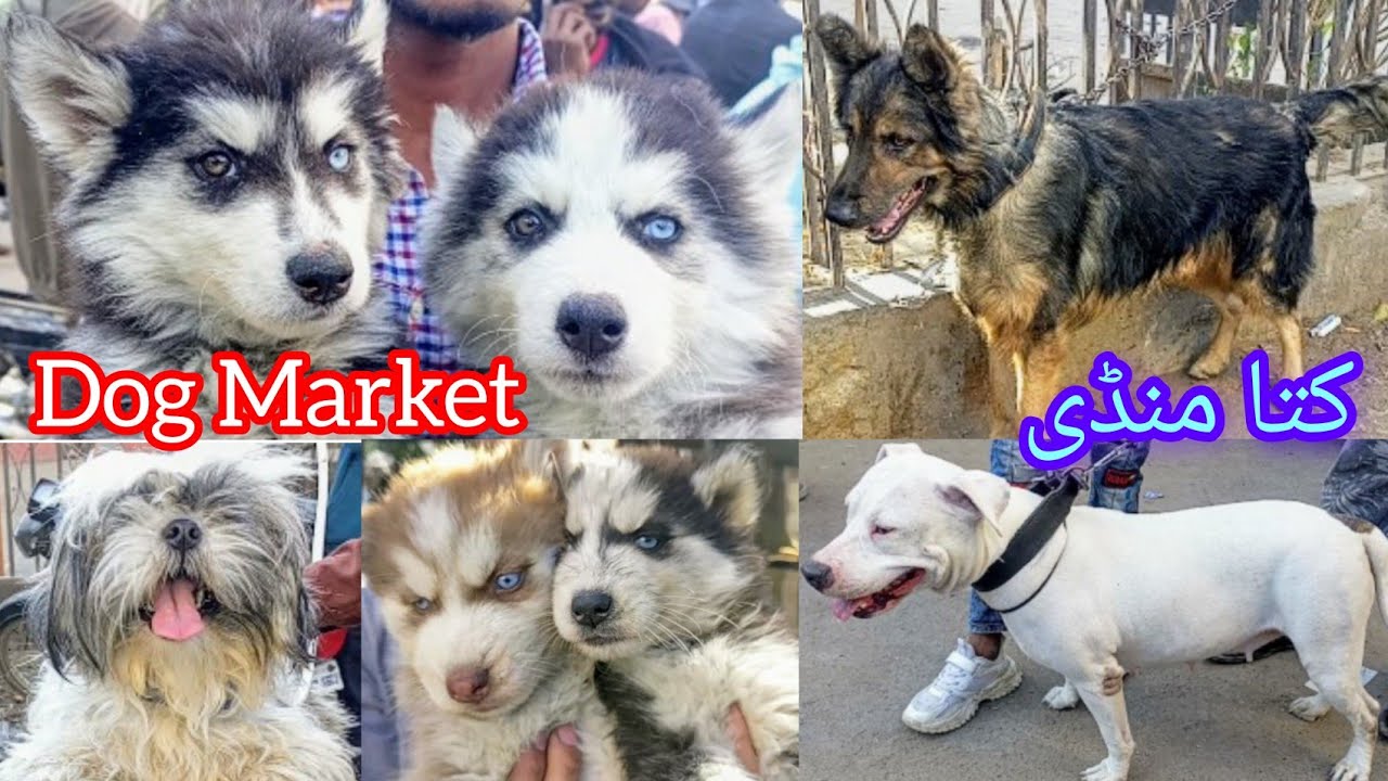 Dogs Market Saddar Karachi Pakistan | Dogs ki Mandi | Pakistan Pet Market | Husky | 26 Jan 2025 #dog