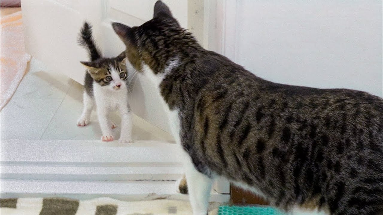 The Rescued Kitten Makes His Body Really Big In Front Of the Big Cat