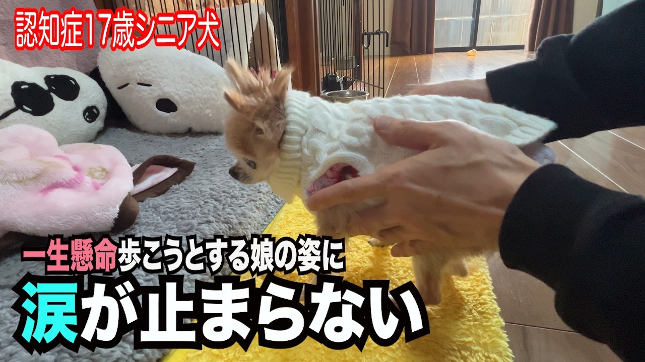 【17歳認知症シニア犬　一生懸命歩こうとする娘の姿に涙が止まらない】