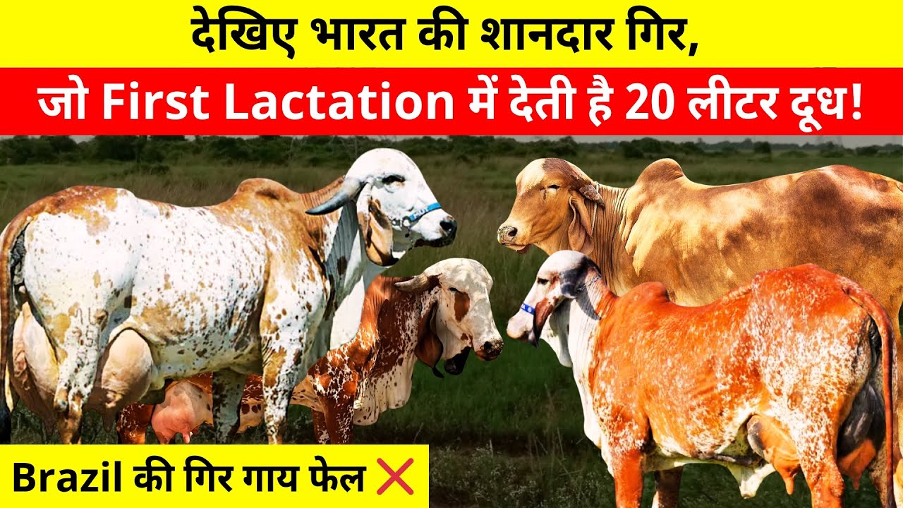 #Gir की ऐसी शानदार गाय नहीं देखी होगी 👉 करोड़ो की गाय सारे Record तोड़े || अनुसूर्या गौधाम ||