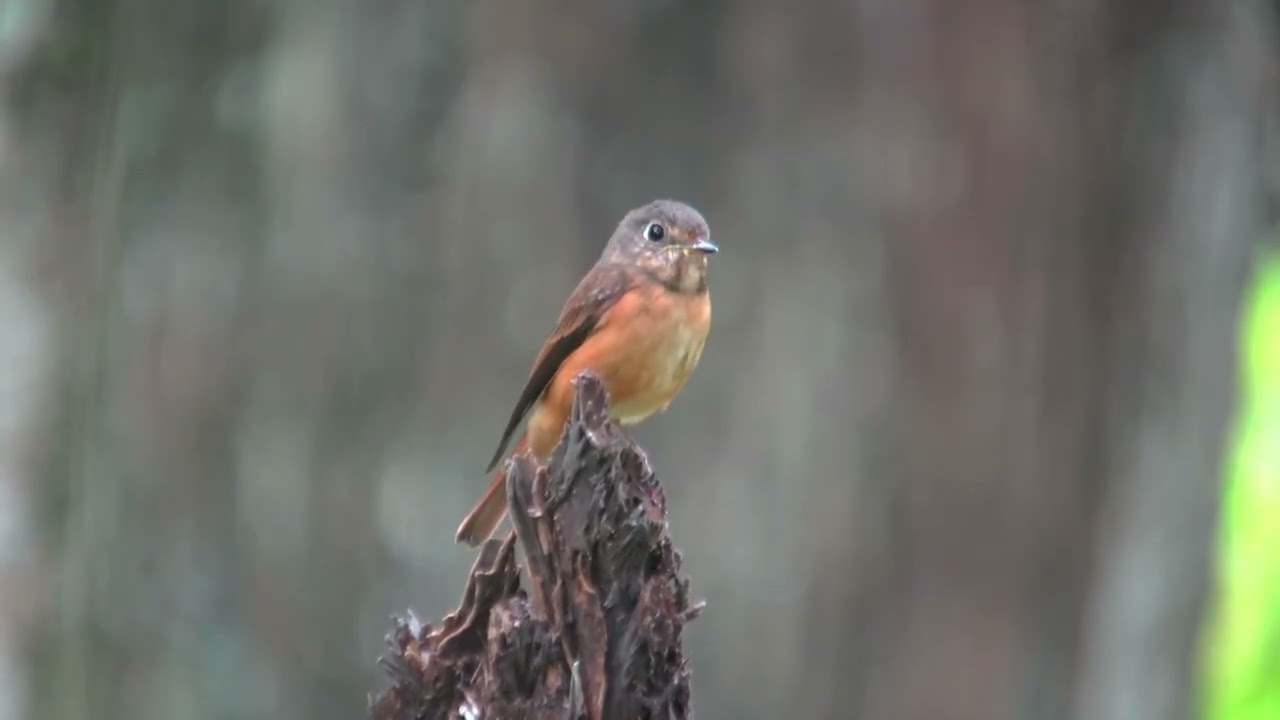 紅尾鶲        Muscicapa  ferrugines        2018~2025 大雪山 溪頭、塔塔加