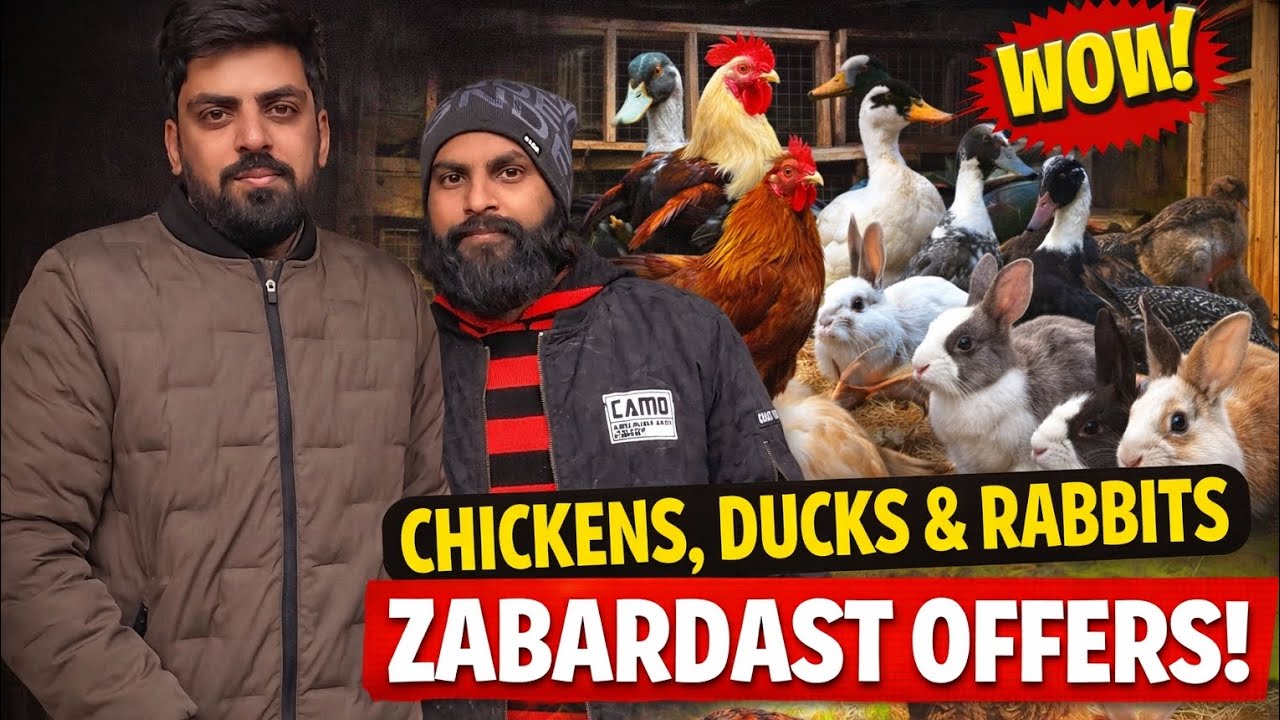 Chicken, Ducks & Rabbits ki Zaberdast Variety 😍 | Zaberdast Offers