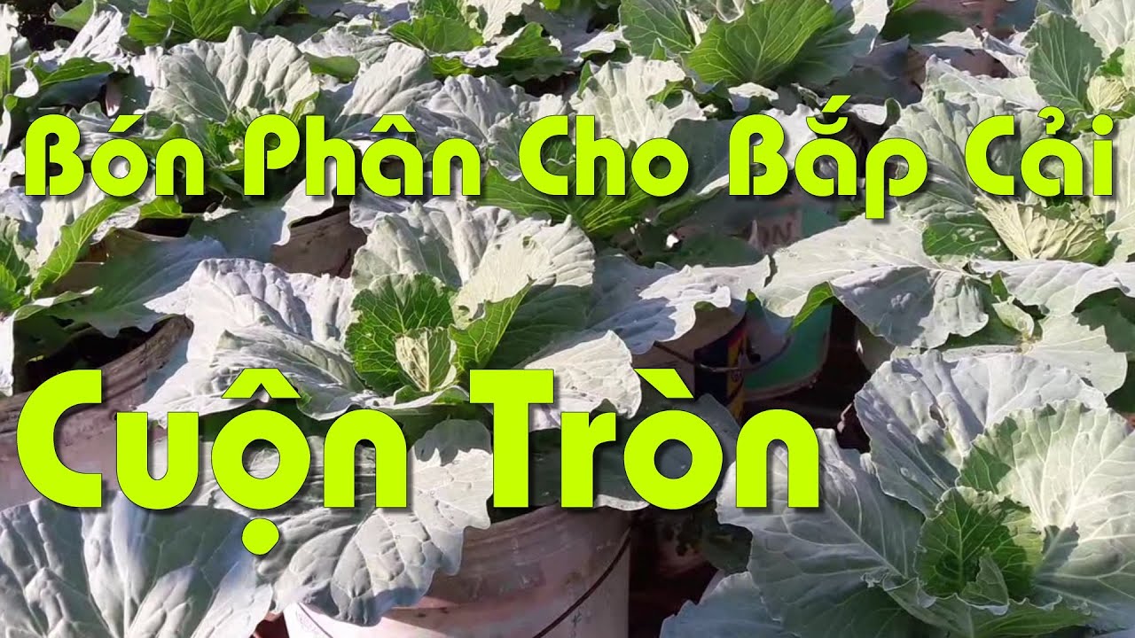 Bón Phân Cho Bắp Cải Mau Lớn, Cuộn To Và Tròn Chặt