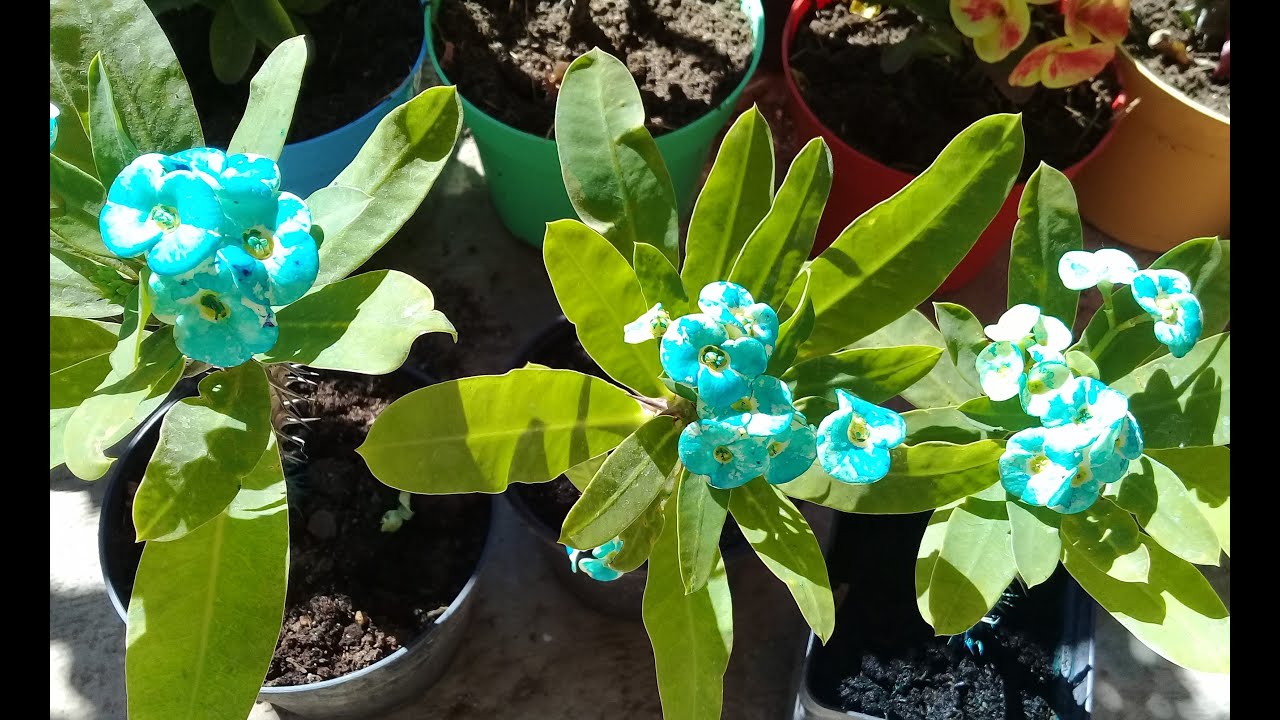 Corona de Cristo azul turquesa la obtenemos atreves de sus nutrientes.