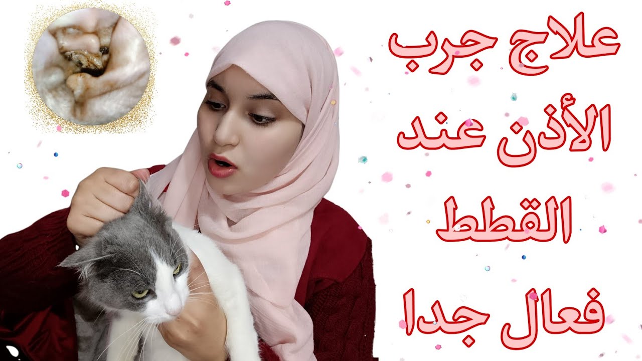 علاج عث الأذن عند القطط/جرب أذن القطط/أرخص علاج منزلي😻