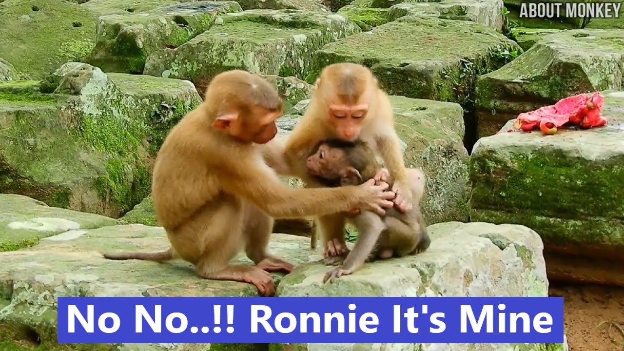 Monkey Sovana is Jealous of Young Monkey Katy Adopted Baby Monkey Ronnie, Ronnie Only Likes Katy