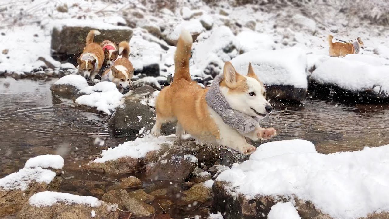 눈 오는 날도 수영하는 쏘 쿨~한 웰시코기들 ㅣ What a cool Welsh Corgis who are swimming even on snowy days