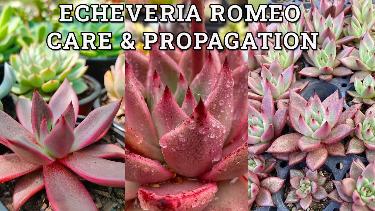 Echeveria Romeo care & propagation