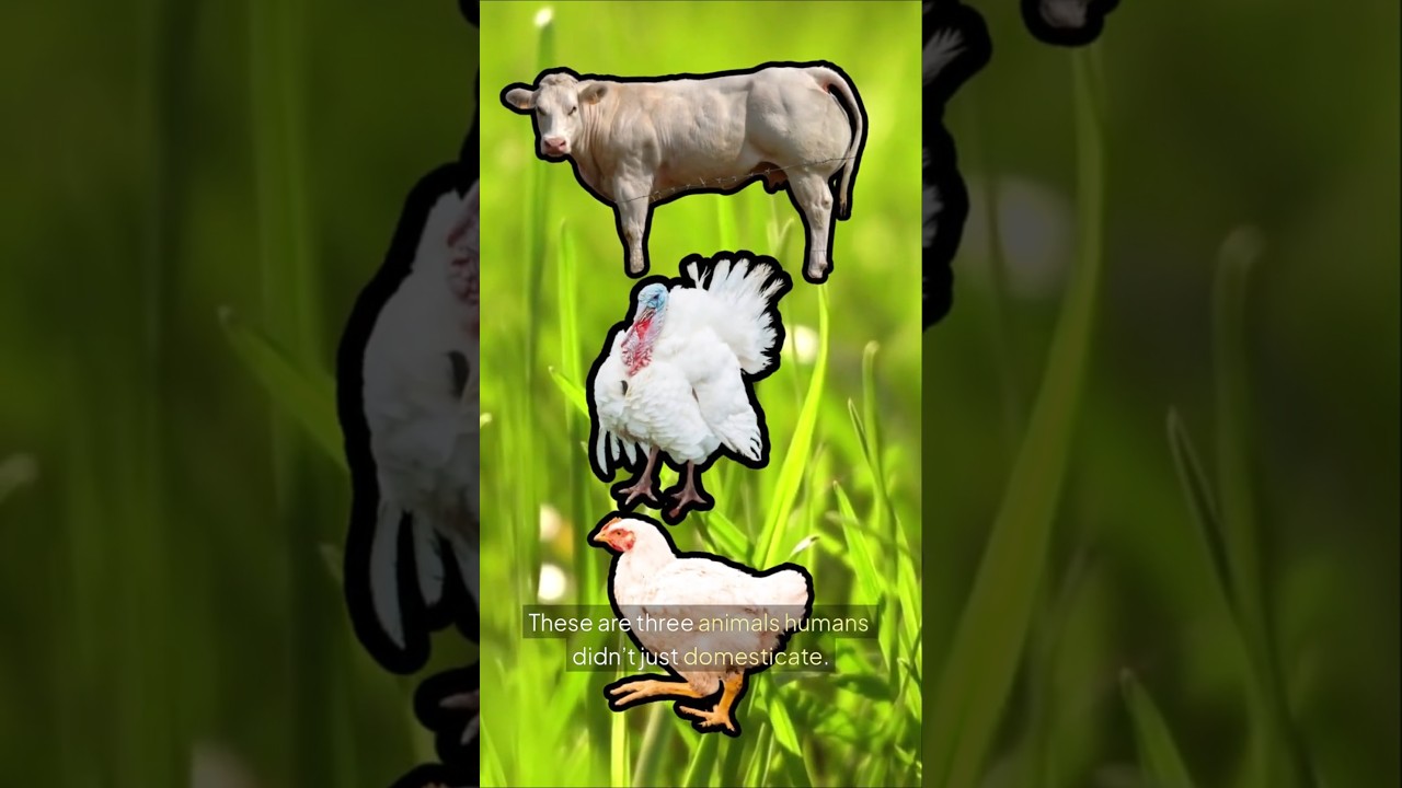 Животные, которых мы разводим, выходя за рамки их возможностей.