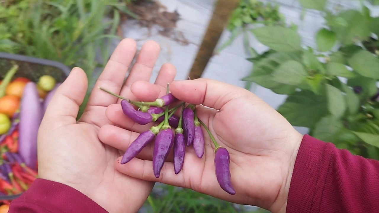#9  Garden Harvest Day: Picking Chillies and Eggplants