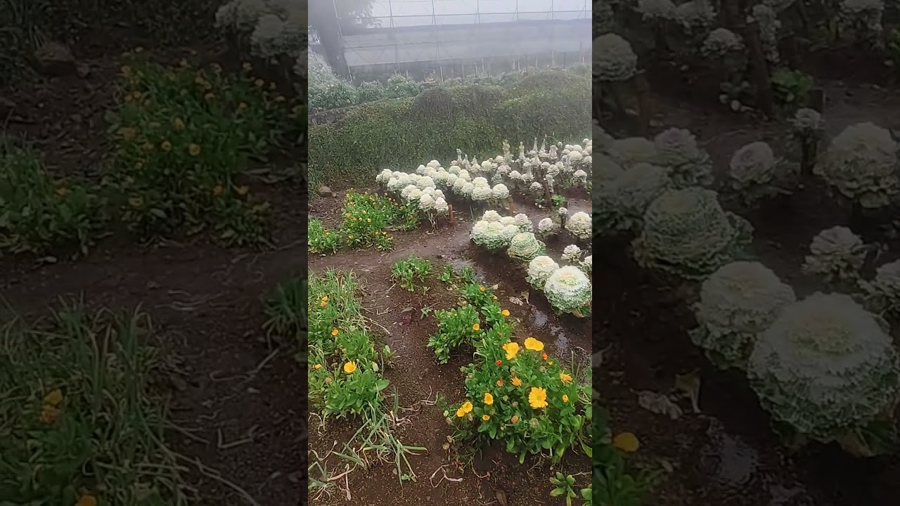 Northern Blossom Flower farm in Sayangan Atok, Benguet 