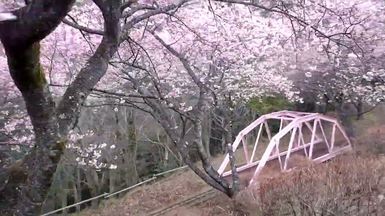 松田町さくらまつり　20260207　2