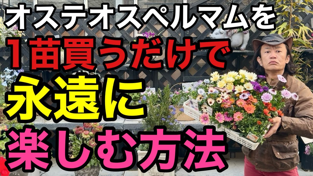 【絶対損しない】オステオスペルマムの賢い人だけやっている育て方教えます　　　【園芸】【ガーデニング】【初心者】