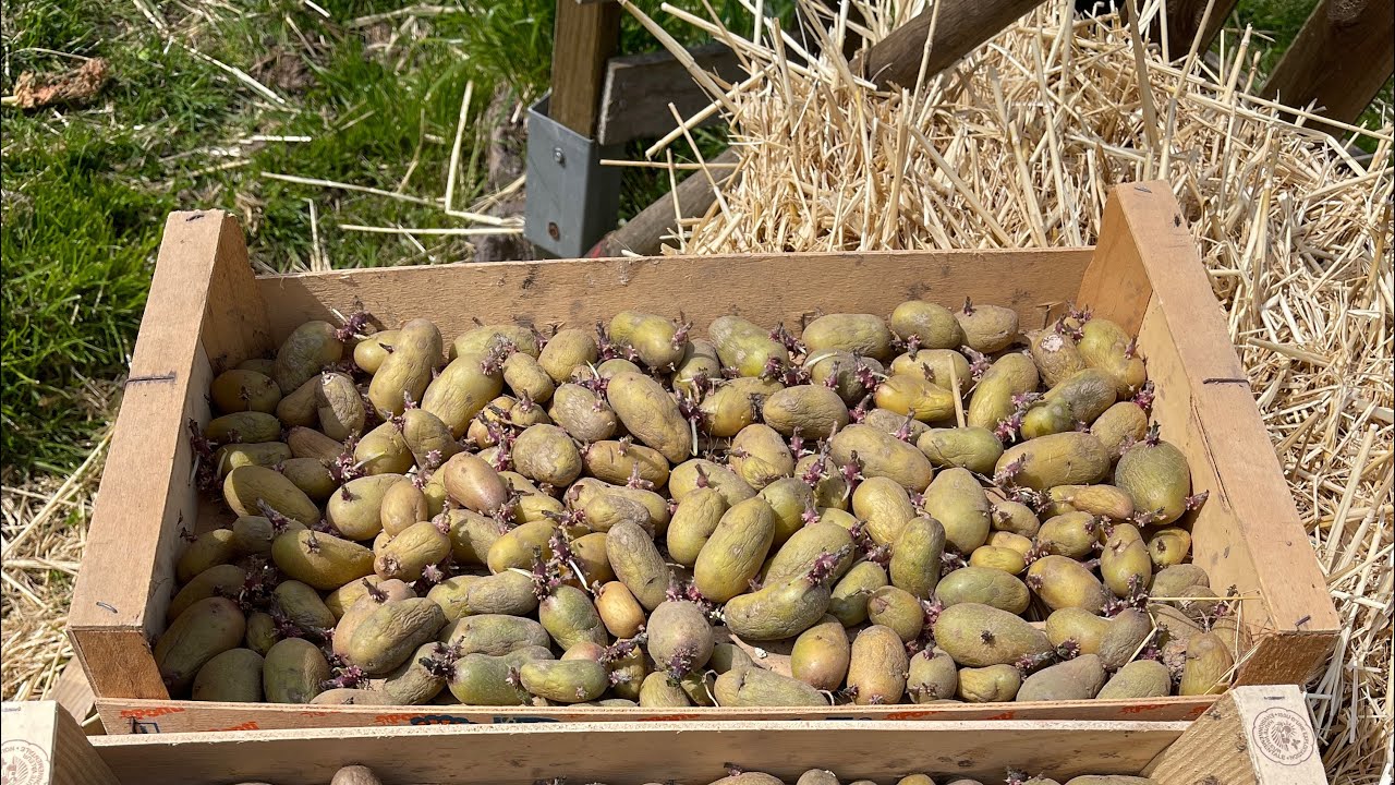 Plantation des pommes de terre sous paille