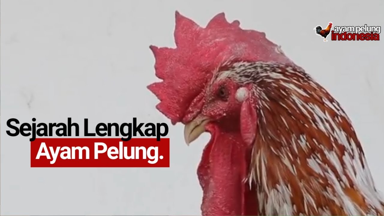 Semua tentang Ayam Pelung | Sejarah Lengkap Ayam Pelung