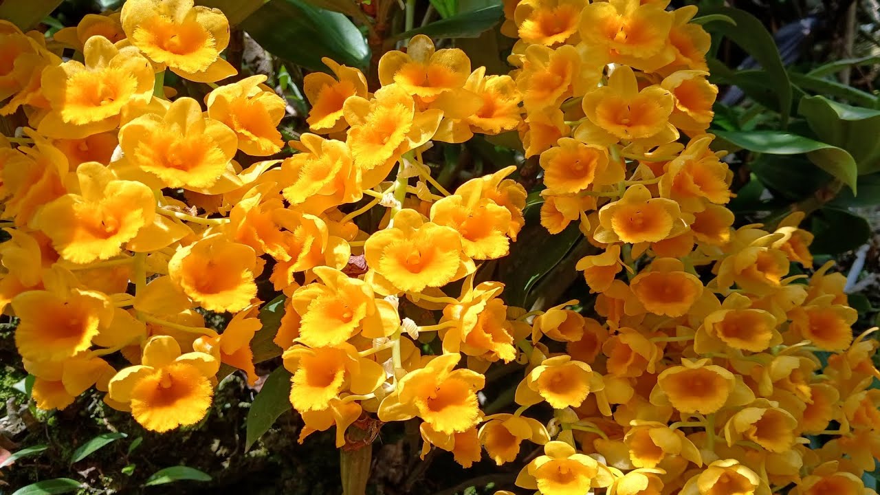 Dendrobium densiflorum orchids//Sunakhari//Wild orchid