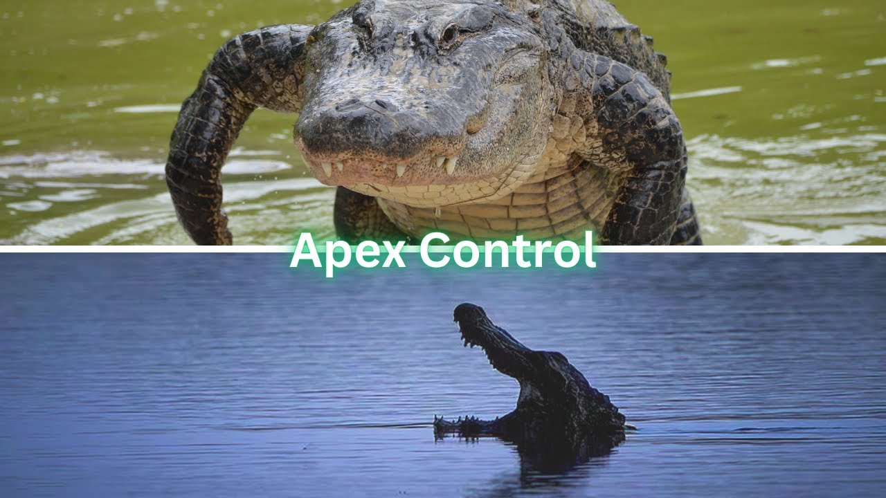 The Alligator's Guide to Emotional Control