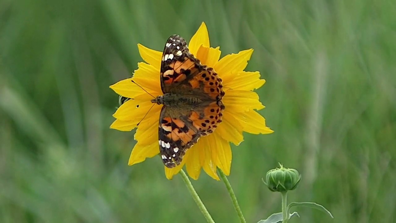 Painted Lady Butterflies