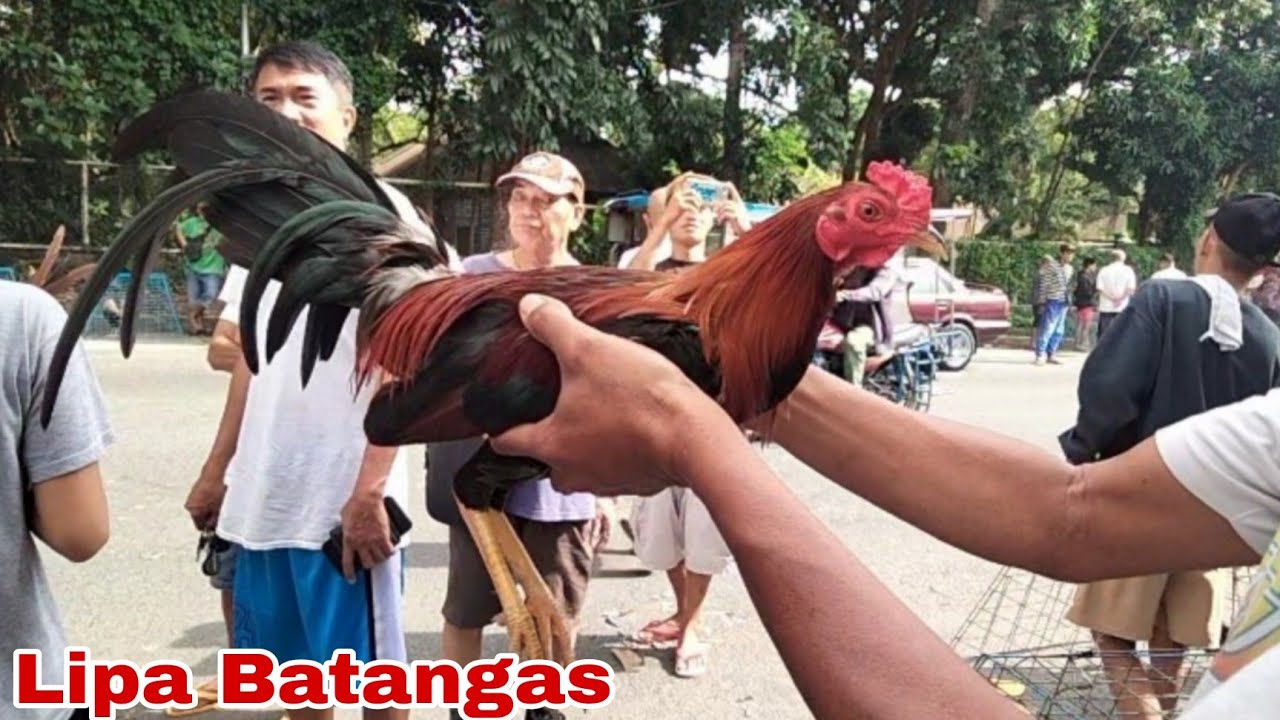 August 9 2025 Dagsa ang quality Manok sa lipa Batangas 
