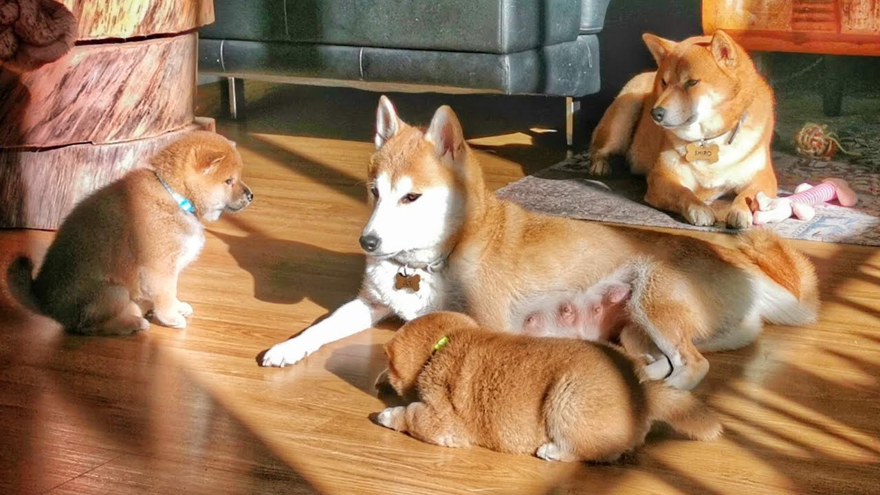 The funniest & Cutest Shiba Inu Puppies Reactions When They Wake Up