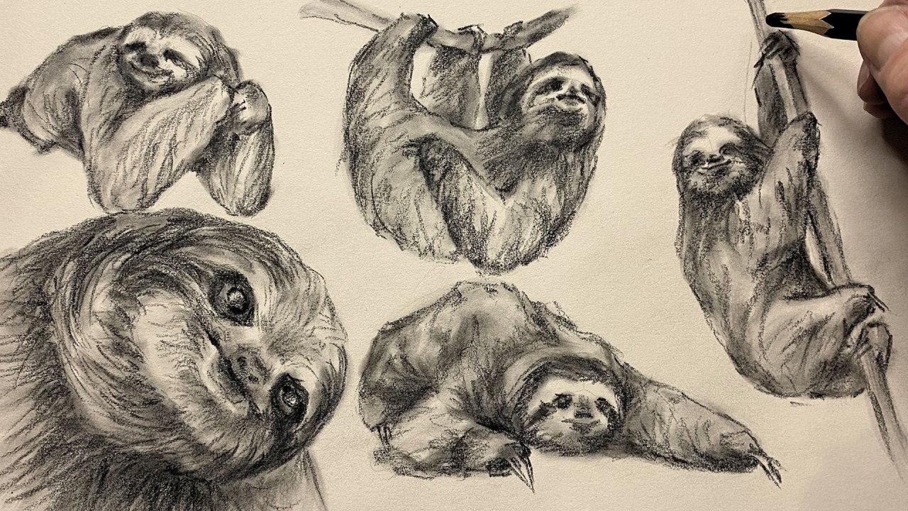 Realistic Sloth Sketch | Pencil Drawing Process (Portrait + 4 Poses) | ASMR