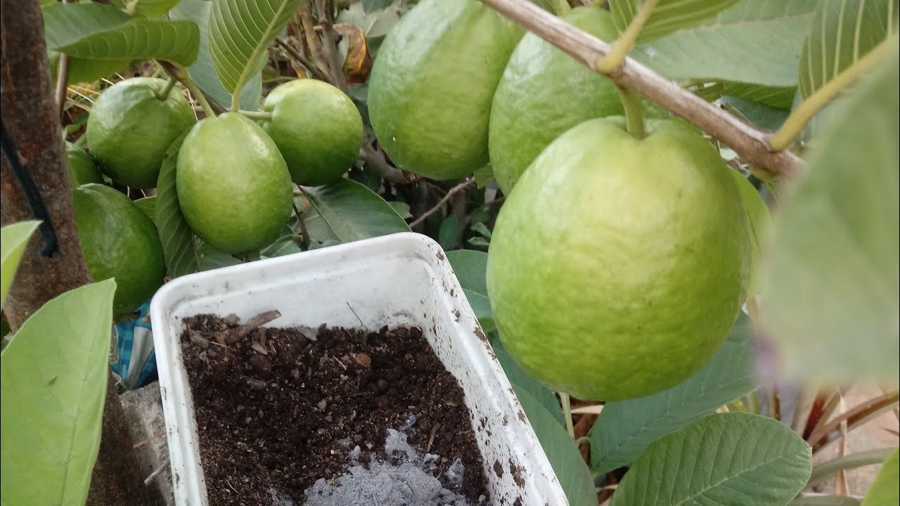 Coloquei este adubo nos pès de goiaba tive que amarrar os galhos de tanto frutos