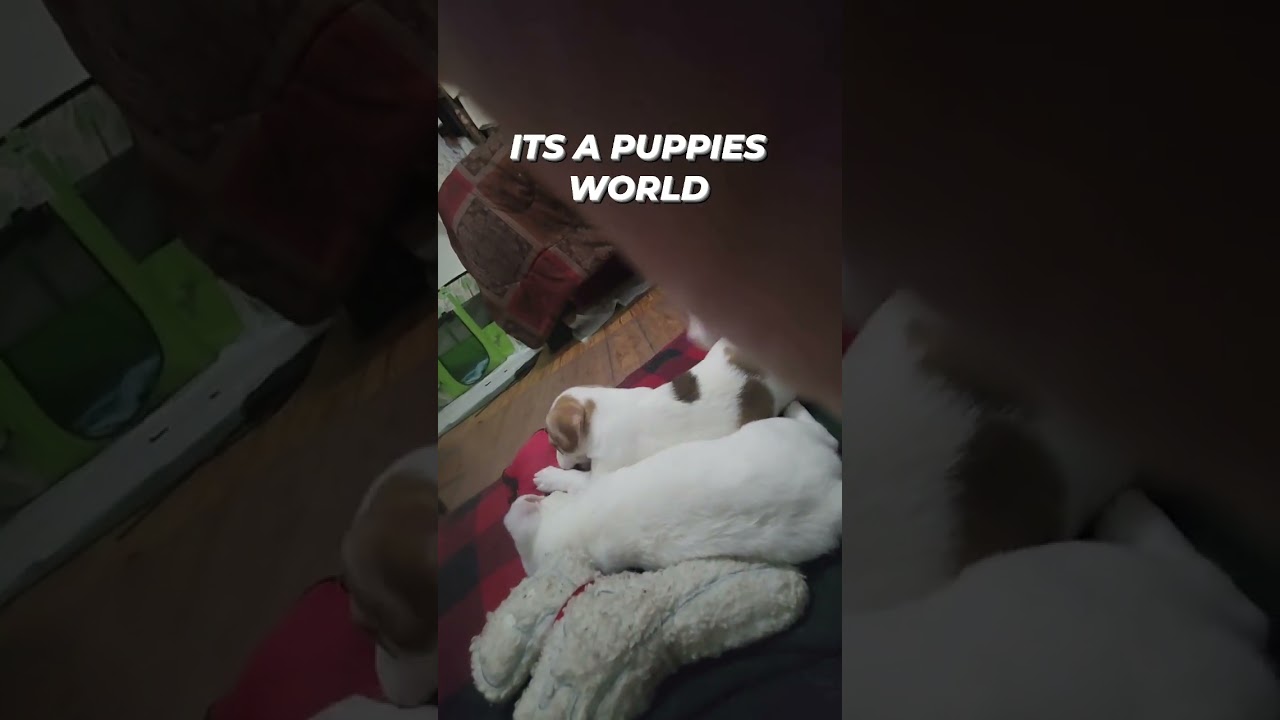 Puppy Adventure 2 #share #shorts #viral #dogs #puppy #funnydogs #youtubeshorts #pets #puppyvideos 
