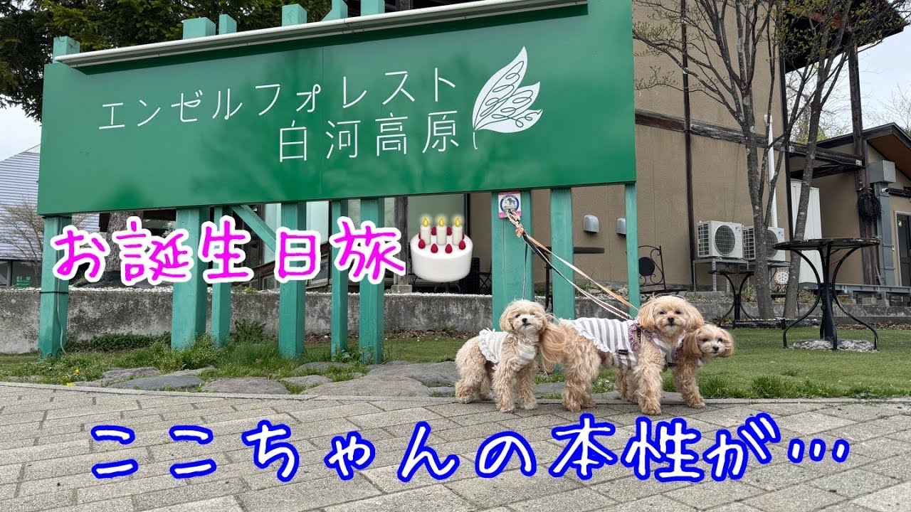 【マルプーとおでかけ】マルプー３姉妹とエンゼルフォレスト白河高原に行ってきたよ🐶