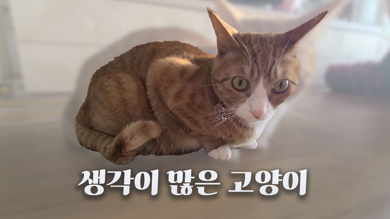 생각이 많은 고양이