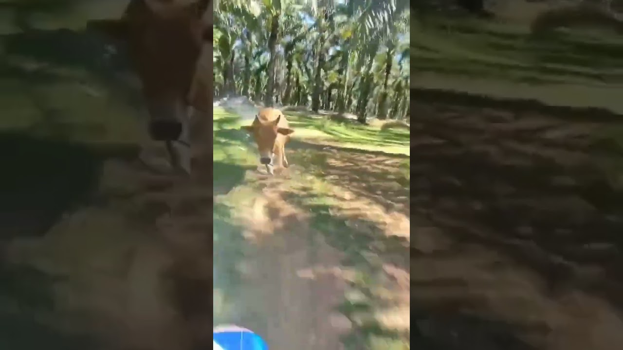 Pengendara motor yang dikejar sapi ngamuk