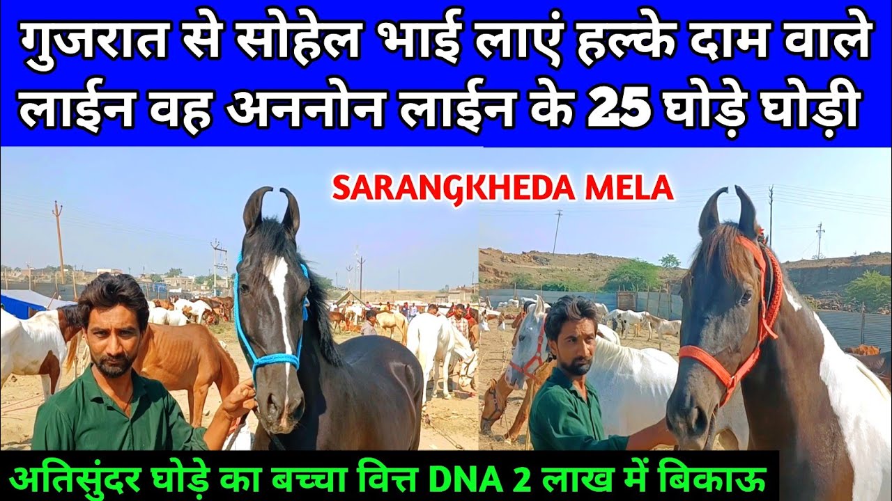 गुजरात से सोहेल भाई लाएं हल्के दाम के लाईन वह अननोन लाईन के 25 घोड़े घोड़ी बिकाऊ। SARANGKHEDA MELA।