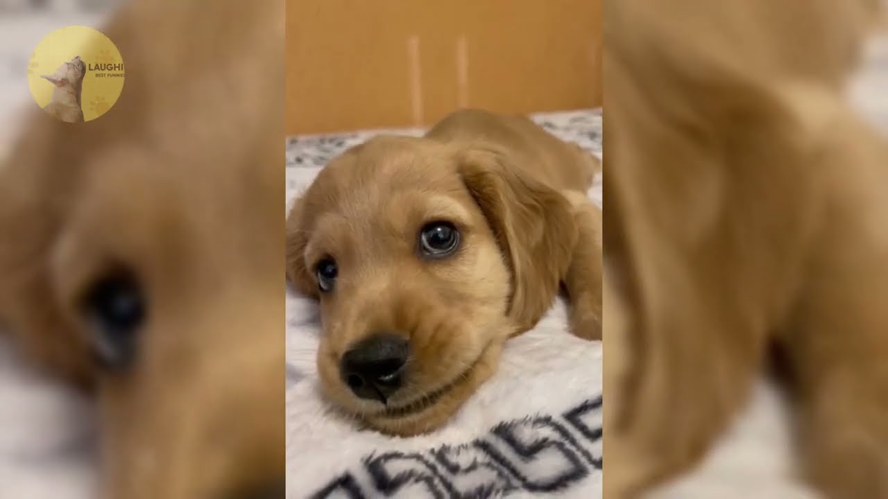 Fur-tastic Funnies: A Hilarious Expedition into the World of Funny Animal Videos!