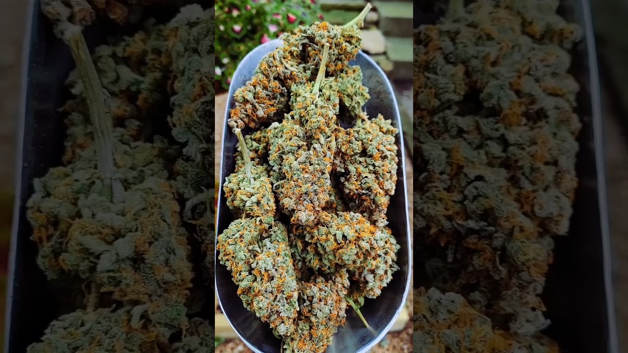 Lemon AK Auto 🍋 Fast Buds | Hybrid by kccinkc