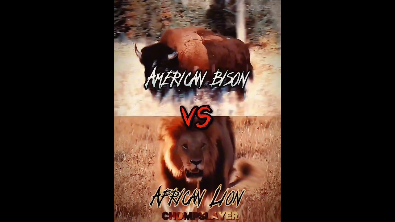 American Bison vs African Lion #shorts #edit #lion #bison
