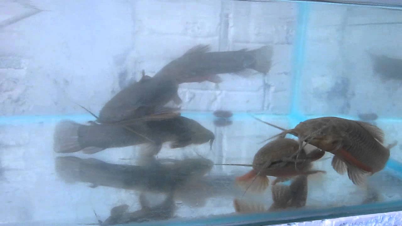 Acuario Selva Iquitos E.I.R.L. - Red Phortol Cat Fish