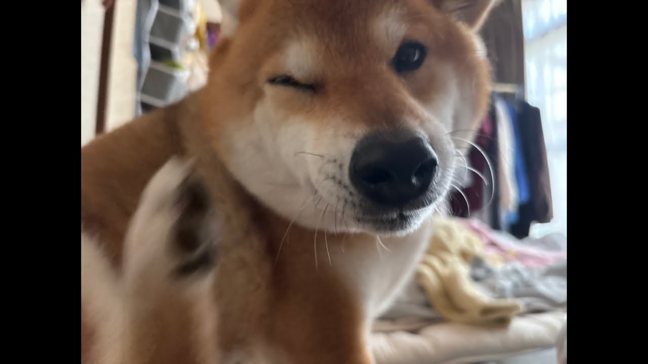 寒い朝、でかい柴、よもぎの朝のさんぽ🐕💨