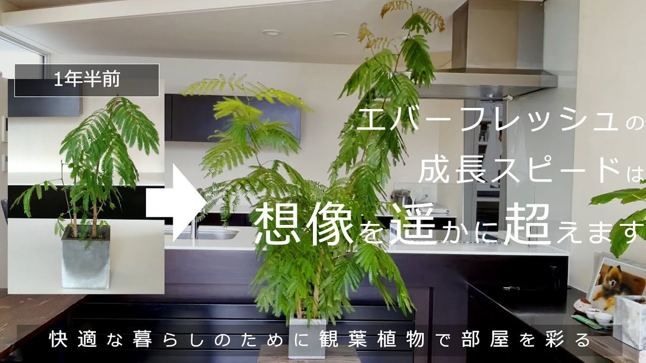【暮らしのvlog_観葉植物】注意喚起！エバーフレッシュは短期間で巨大化するので気を付けてください！_快適な暮らしのために観葉植物で部屋を彩る