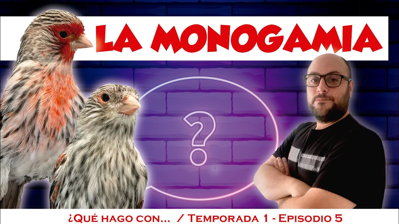Criar canarios con la técnica monogamica